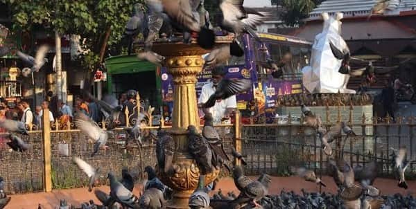 Kabutar Market Dadar Mumbai